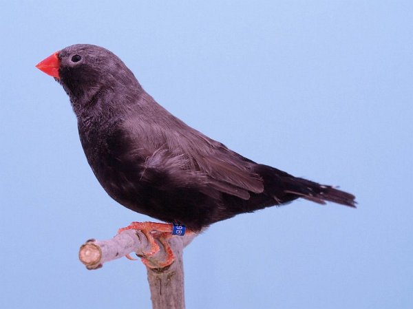 ZWW eumo grijs P1232319